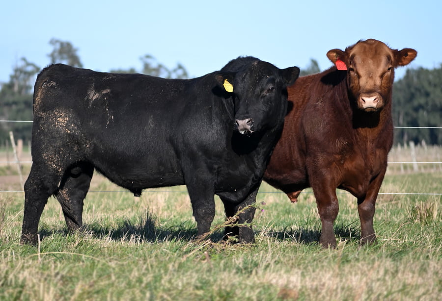 Lote TOROS PUROS DE PEDIGREE