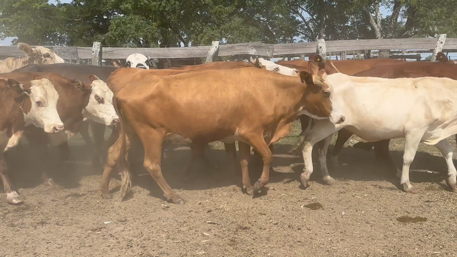 Lote 34 Vacas de invernar