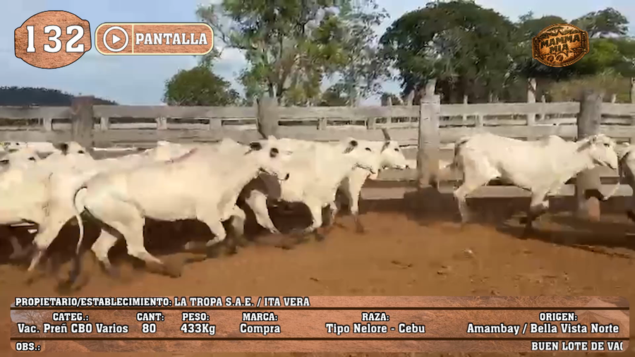 Lote LOTE 132 - PANTALLA