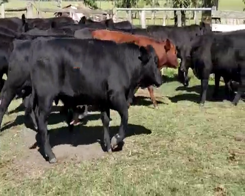 Lote 52 Terneros en Entre Ríos, Colón