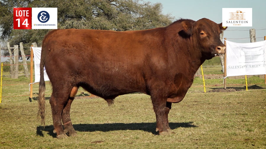Lote LOTE 14 - TOROS ANGUS COLORADO PC NO. 13