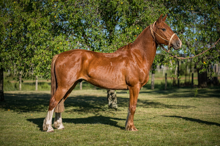 Lote Barullo Del Arerungua