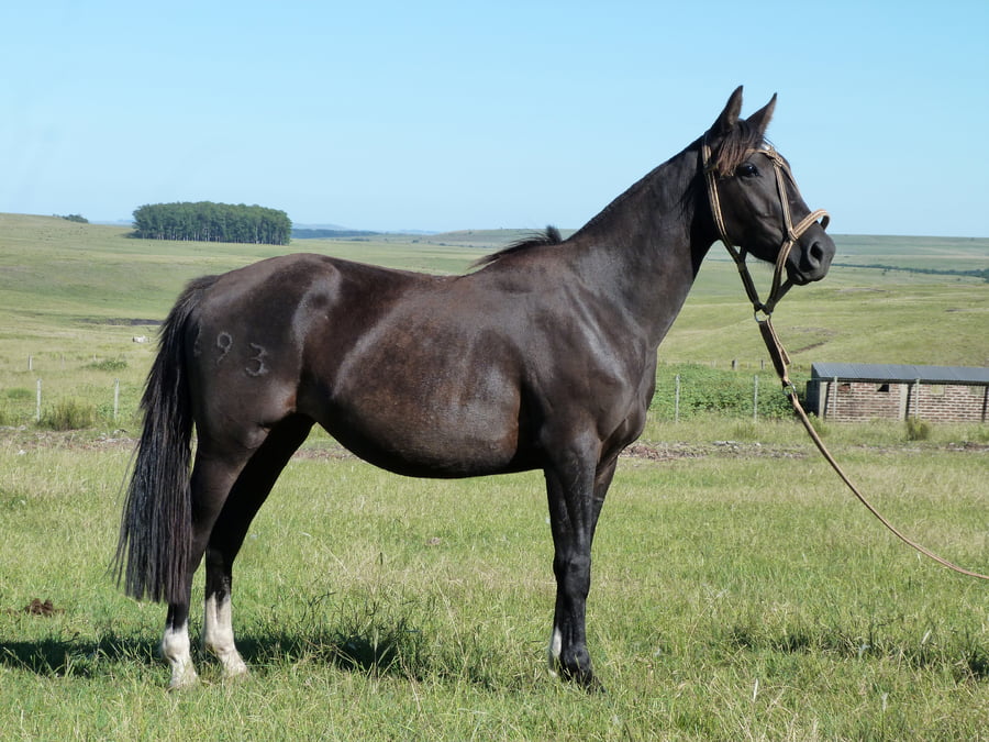 Lote Ingrata del Cerro Grande