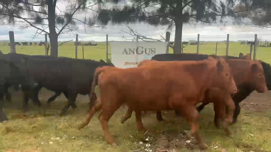 Lote 25 Novillitos
