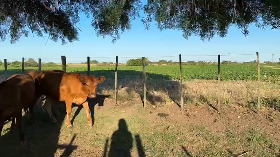 Lote Terneras cruza mayoria aptas para cuota