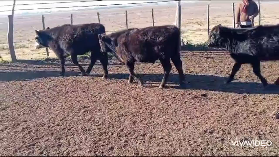 Lote 33 Terneros/as en Chascomús, Buenos Aires