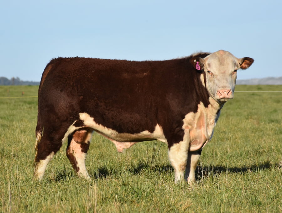 Lote TOROS