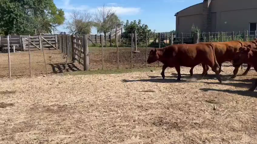 Lote 67 Vaquillonas P/ entorar