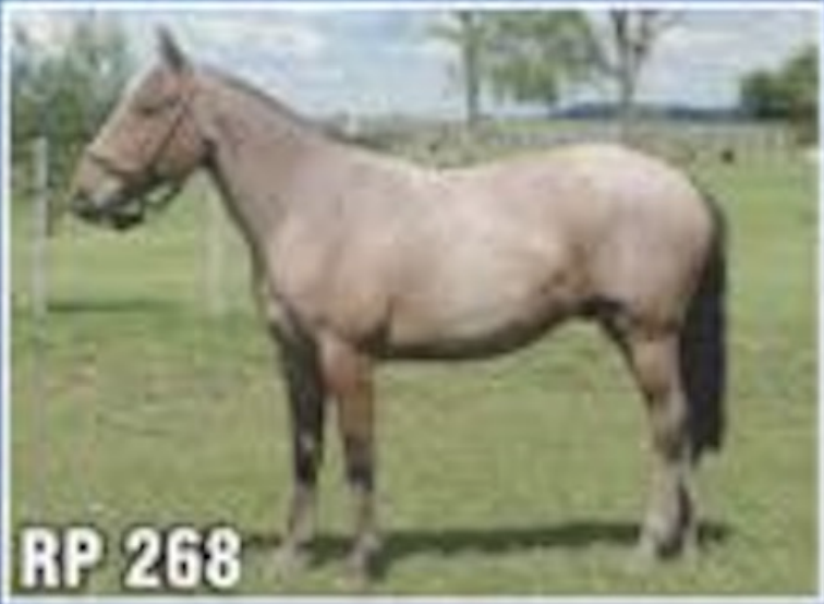 Lote ROSILLO MALA CARA