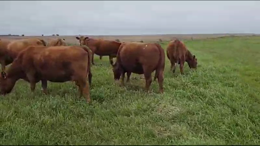 Lote 9 Vacas PC en Concepción del Uruguay, Entre Ríos