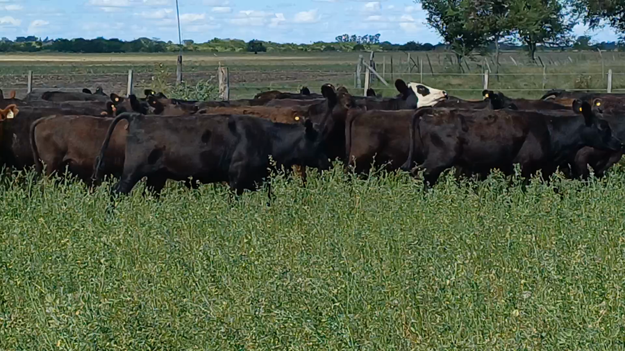 Lote 120 Terneras en Villaguay, Entre Ríos
