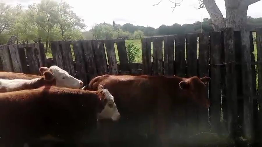 Lote Novillos y Vaquillonas