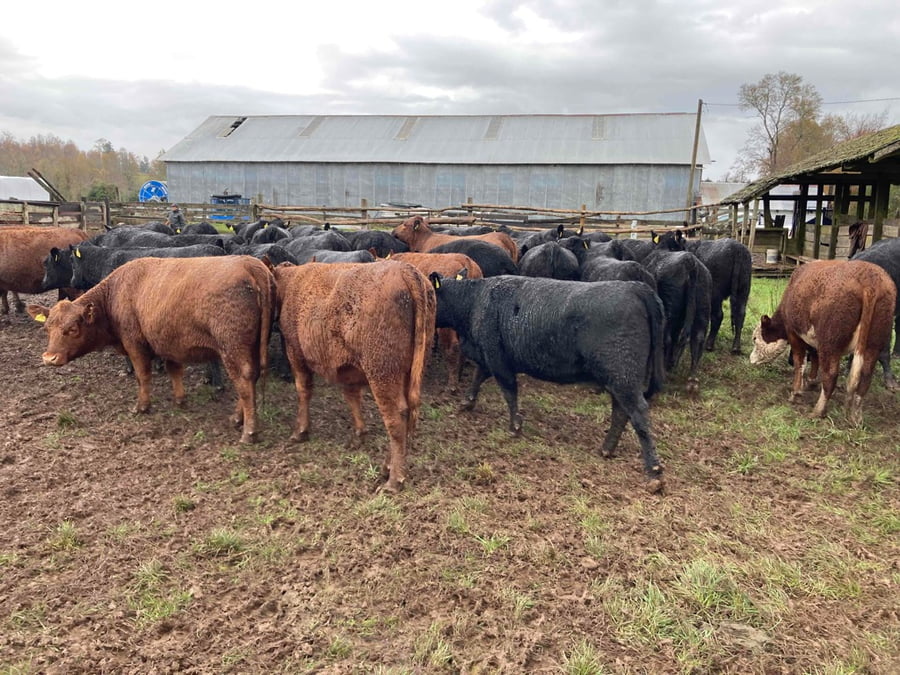 Lote 50 Vaquilla Engorda en Frutillar, X Región Los Lagos