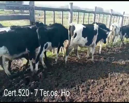 Lote (Vendido)7 Terneros 6 HI - 1 AA/ HO      a remate en Remate virtual de Coco Morales & Asoc. 180kg -  en RUTA 21 KM 202 A 3 KM POR CAMINO VECINAL