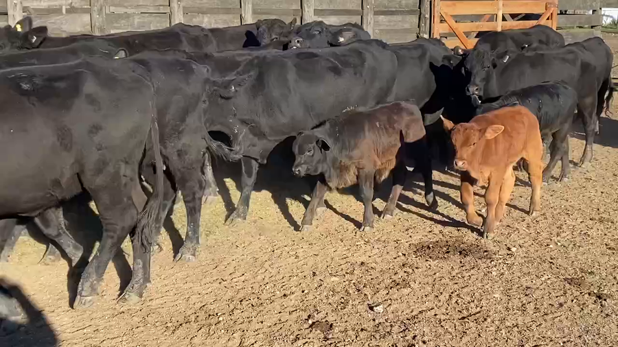 Lote 26 Vaquillonas C/ cria en Durazno, Entre Ríos