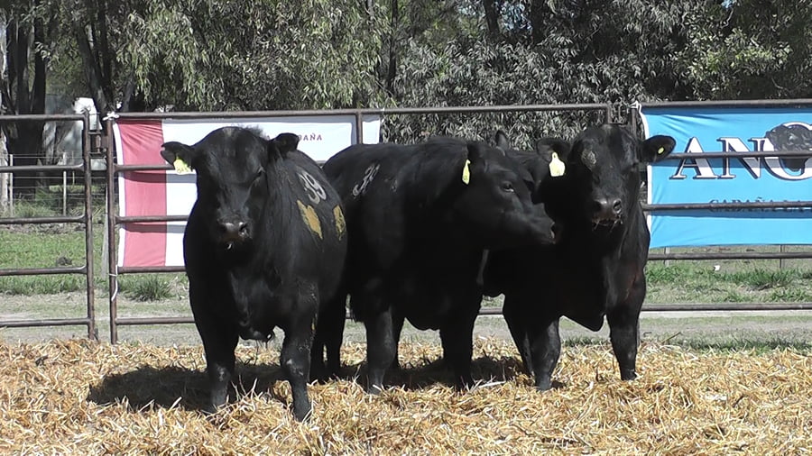 Lote TOROS ANGUS NEGROS PC
