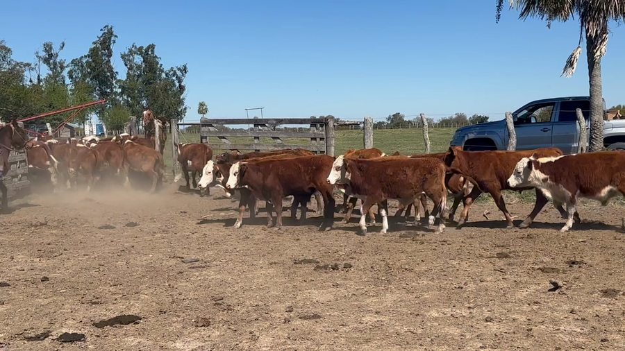 Lote 65 Novillitos
