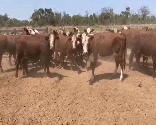 Lote 30 Vaquillonas en Los Pirpintos, Santiago del Estero