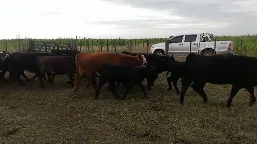 Lote 80 Terneras en Olavarría, Buenos Aires