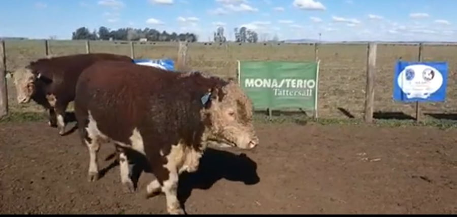 Lote 2 Toros en Tandil, Buenos Aires