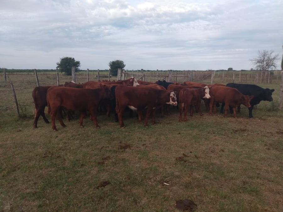 Lote SAENZ VALIENTE, BULLRICH Y Cia. S.A.