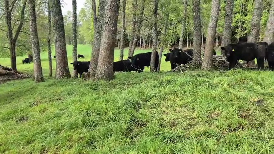 Lote 55 Ternero en Panguipulli, XIV Región Los Ríos