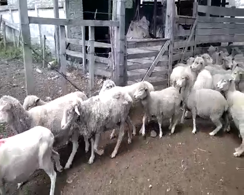 Lote 120 Borregas y Ovejas