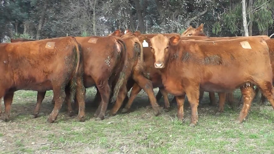 Lote VAQUILLONAS MAS PREÑADAS