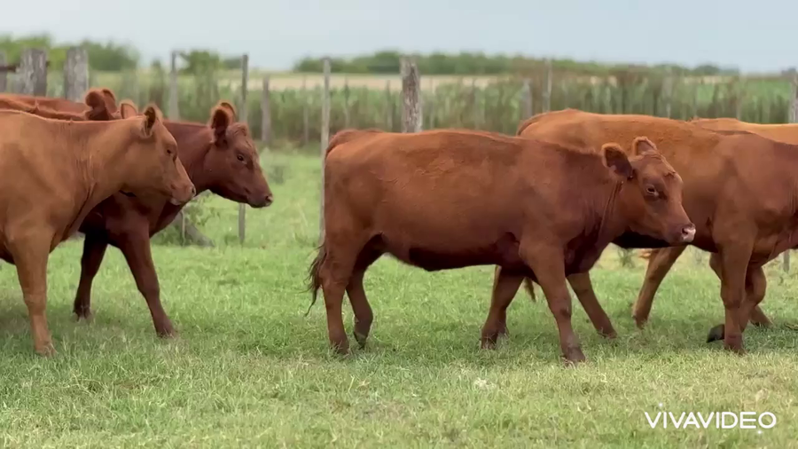 Lote 62 Vaquillonas de invernada