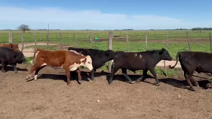 Lote 164 Terneros/as