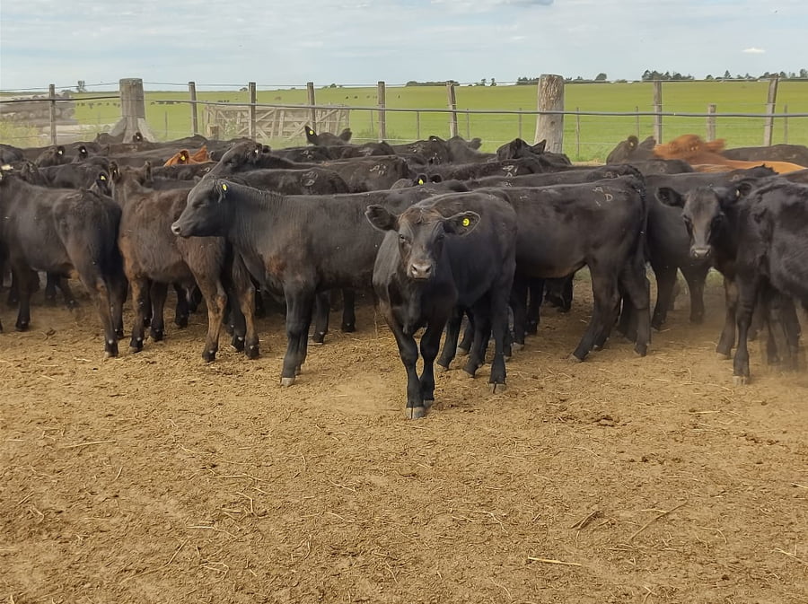 Lote 129 Terneros de Invernada