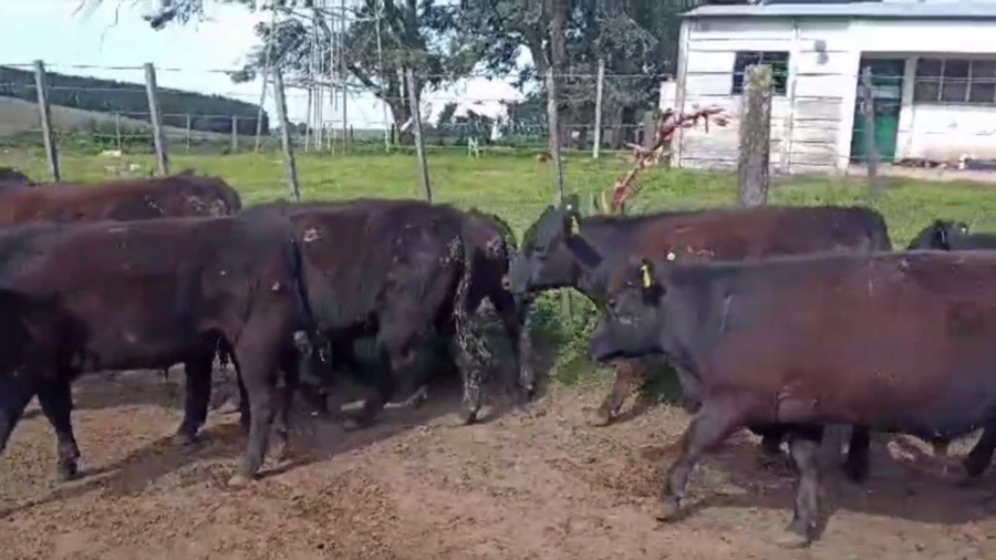 Lote 24 TERNS. MACHOS, EN TANDIL, BS. AS.