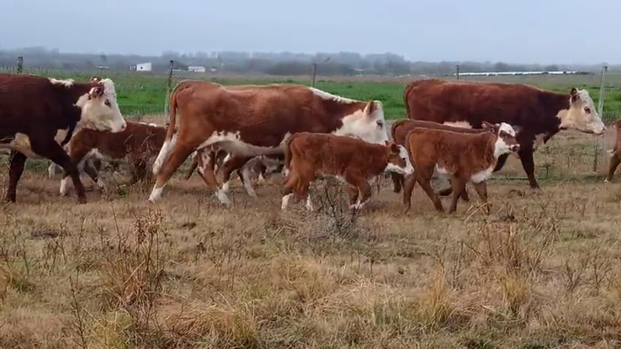 Lote 35 Vacas nuevas C/ cria