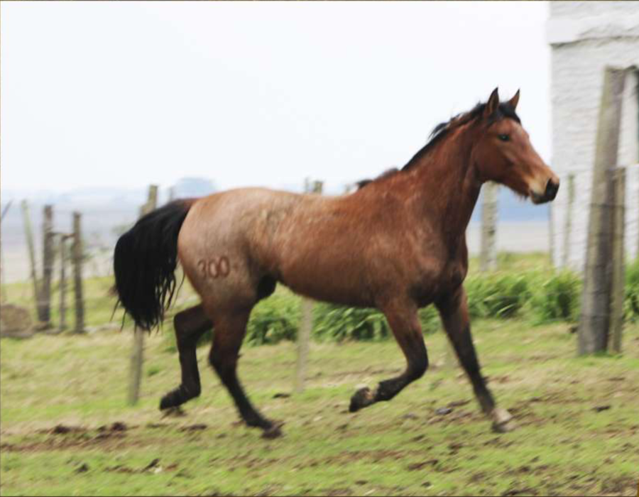 Lote Santa Gloria Garantido