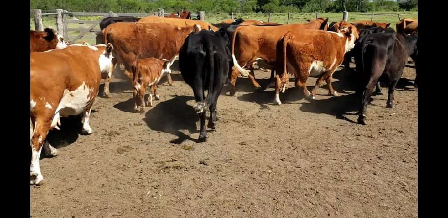 Lote 26 Vacas CUT con cría en Villaguay, Entre Ríos