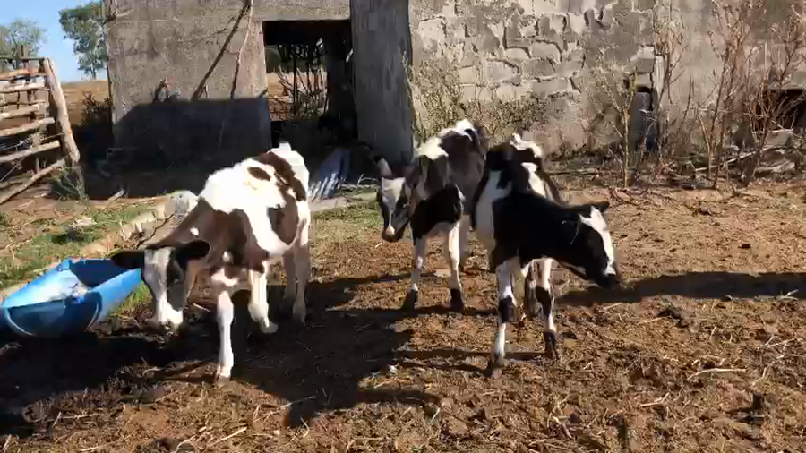 Lote 4 Terneras Holando a remate en Pantalla Camy - Liquidación de Estancia 80kg -  en Ruta 23 Km 104