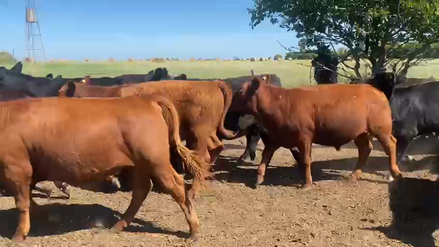 Lote 55 Novillitos y vaquillonas