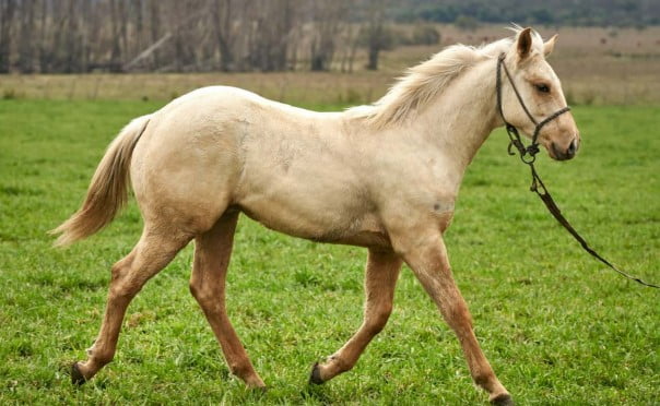 Lote "PADRILLO CUARTO DE MILLA" INESPERADOS BIN