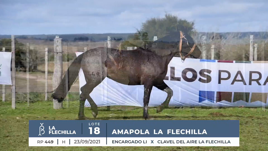 Lote AMAPOLA LA FLECHILLA