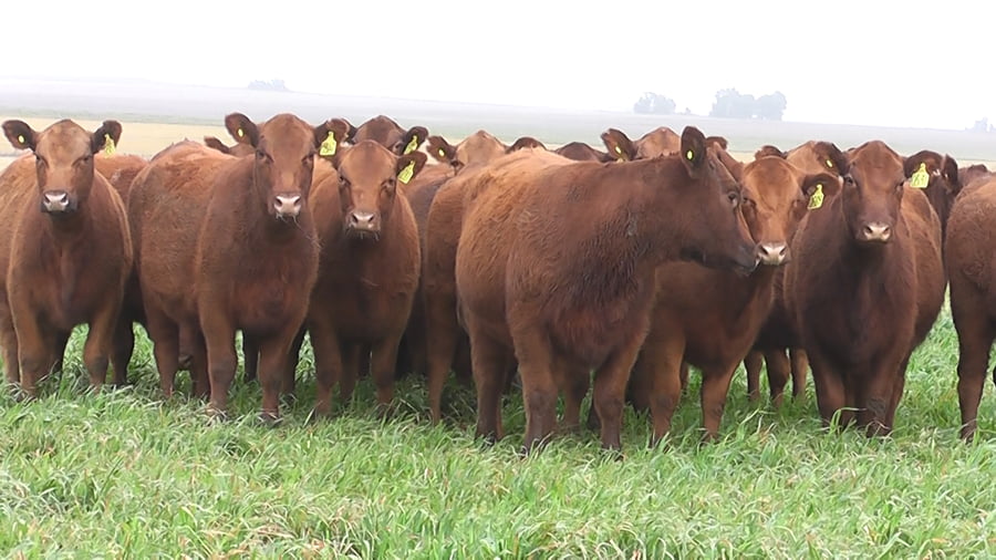 Lote VAQ.  ANGUS COLORADAS  P. CONTROLADAS C/GTÍA DE PREÑEZ