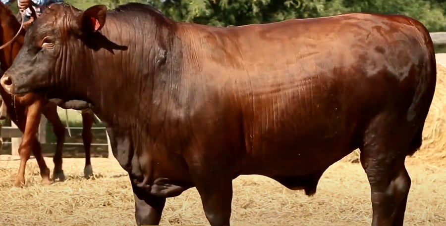 Lote TOROS DE 2 AÑOS