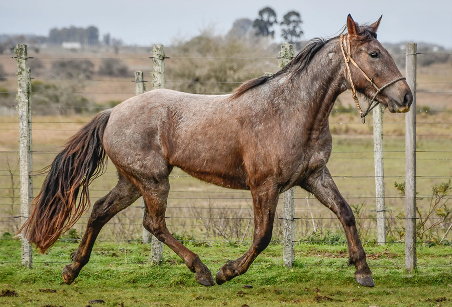 Lote GUERRERA LA FLECHILLA