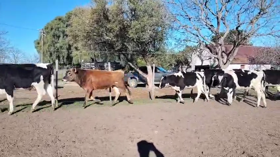 Lote 20 Novillos a remate en Pantalla Aniversario - Escritorio Camy, San José