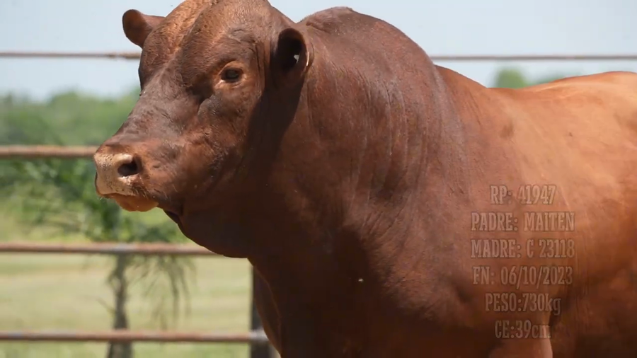 Lote Toro