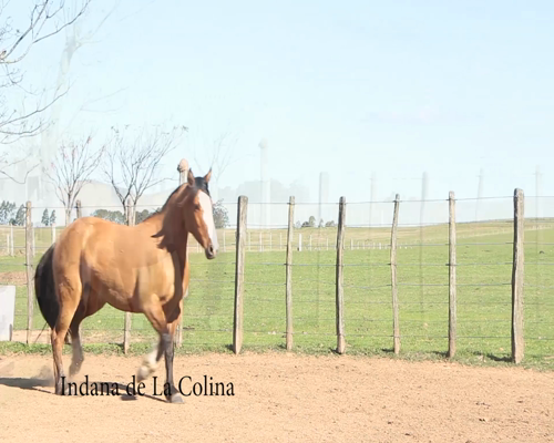 Lote INDANA DE LA COLINA