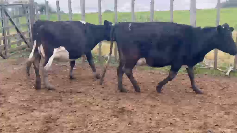 Lote 2 Vaca a remate en Pantalla Camy, San José