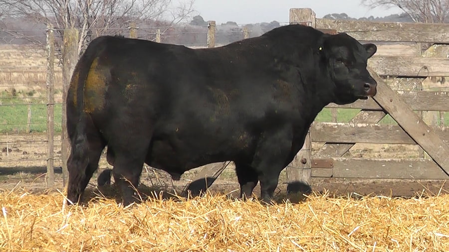 Lote TOROS PUROS DE PEDIGREE