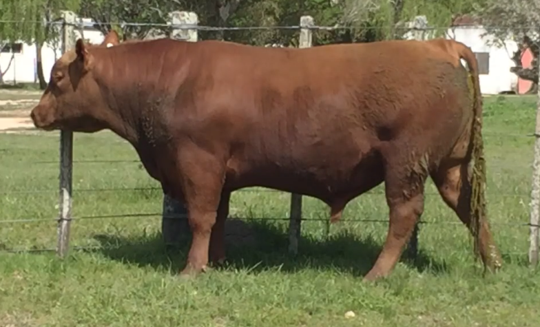 Lote Toros a remate en Cabaña Rebenque , Florida