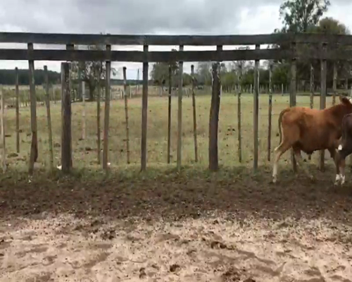 Lote 75 Terneros/as en Lomas de Vallejos, Corrientes