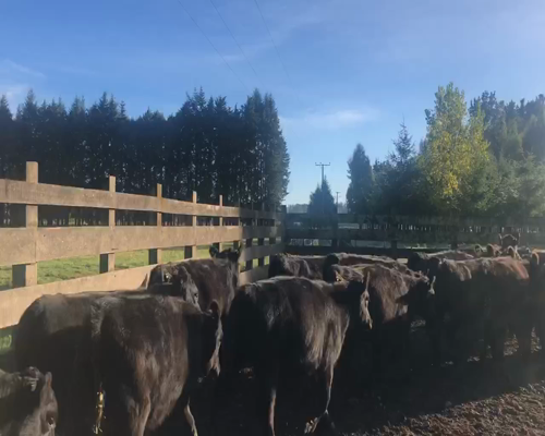 Lote 30 Vaquilla Engorda en Frutillar, X Región Los Lagos